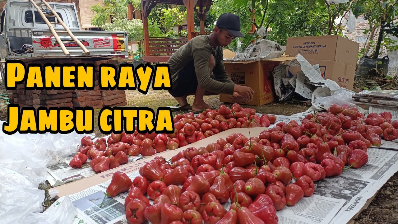PANEN JAMBU CITRA