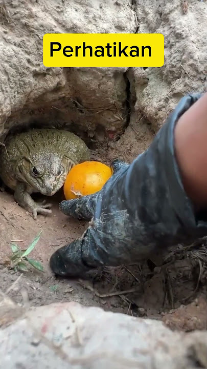 Katak lucu #shorts #kaget #vidiokaget