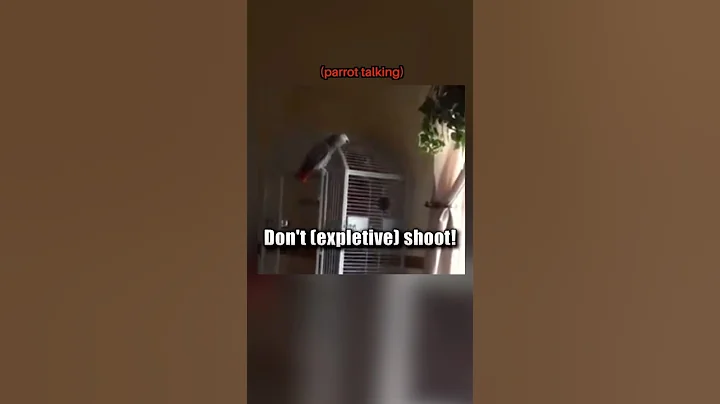 Parrot is Key Witness in Murder Case #shorts