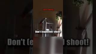 Parrot is Key Witness in Murder Case #shorts