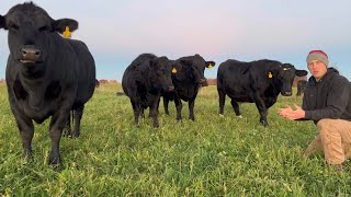 How we raise our beef Wealth