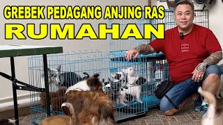 Cek Harga & Stok Pedagang Anjing Ras Rumahan - 3V Kennel