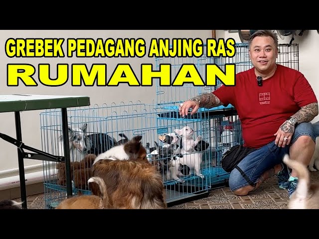 Cek Harga & Stok Pedagang Anjing Ras Rumahan - 3V Kennel class=