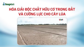 Lúa bị ngộ độc hữu cơ