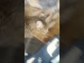 #cat #suncats #catvideos #catfunny #cute #prettyfunny #funnycatvideos #kitten #song