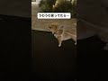 うわうわ鳴いてかまってもらうハナ