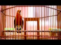 Pancingan Anis Merah Ngeplong Teler Cocok Untuk Memancing Gacor Anis Merah Macet Mp3 - Mp4 Download