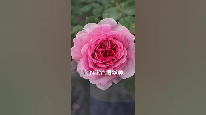 花大色艷有香味，養花必備肯特公主 - 天天要聞