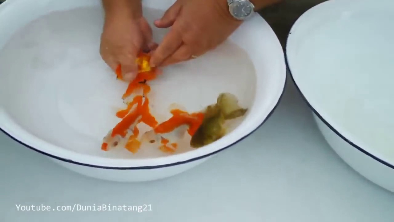 Cara Mengawinkan Ikan Mas Koki - YouTube