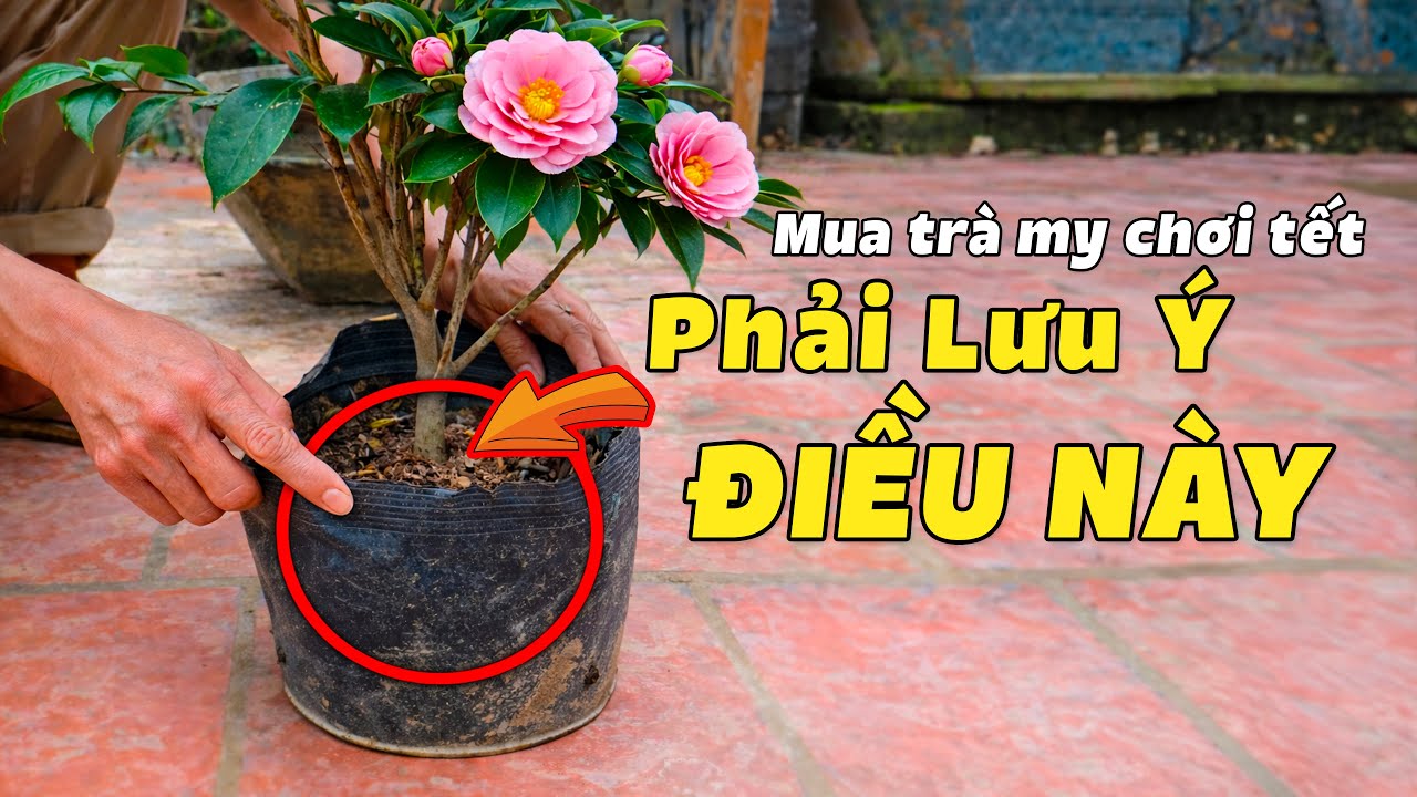 Kinh Nghiệm Mua Trà My Chơi Tết & Cách Chăm Sóc Đúng | Trà My Đón Tết (Phần 2)