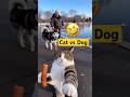 Cat 🐈 vs Dog 🐕 😂 #funny #catshorts #dogshorts