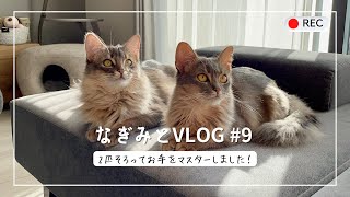 【ソマリ猫姉妹】2匹そろってお手をマスターしました✨｜Jan. Feb. 2022