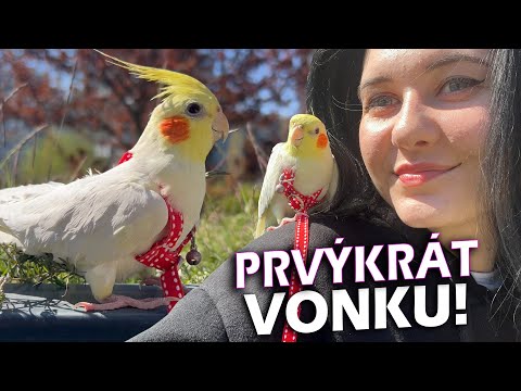 Video: Ako priniesť vranu: 8 krokov (s obrázkami)