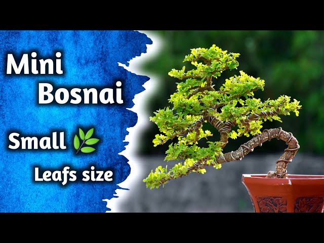 Mini Peepal Bonsai Making With Small Leaf class=