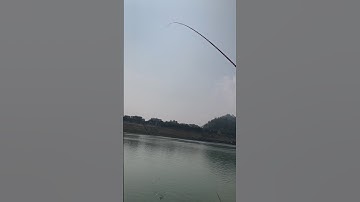 Hướng dẫn dùng phao câu cá ngạnh bằng thẻo câu cá mương:căn phao sao cho mồi câu sát đáy ok.#shorts