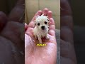A very tiny puppy met its new owner