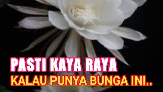 KAYA MENDADAK KALAU PUNYA BUNGA INI❗❗ RANGKAIAN BUNGA