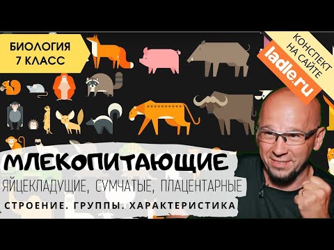 Класс Млекопитающие или звери. Животные. Биология 7 класс. Группы. Дыхательная система. ЕГЭ