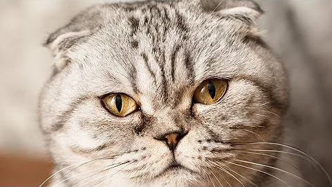 Video 9410121: scottish fold cat breed, lovely scottish fold cat, fold cat scottishfold, cute scottish fold cat, amazing cat breeds