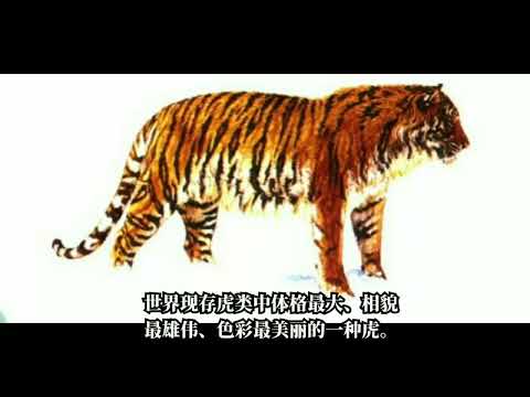 东北虎和华南虎的区别