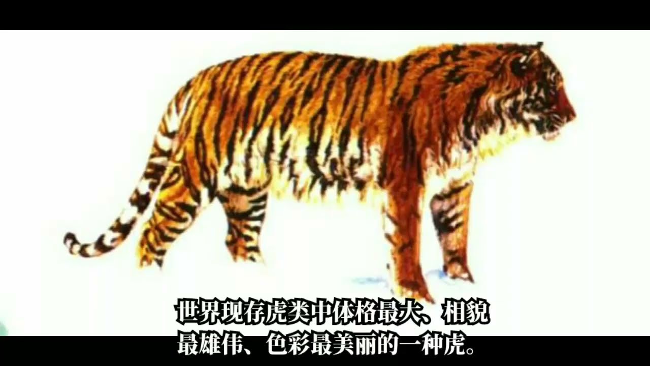 东北虎和华南虎的区别