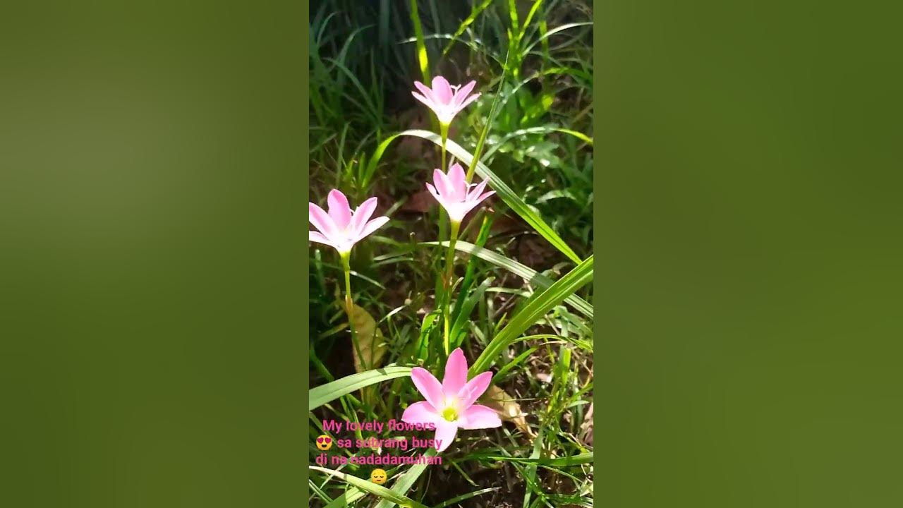 morning bloom😍 beautifulflowers YouTube