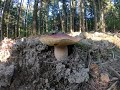 grzyby 2020 Borowiki i stara miejscówka jak zwykle niezawodna. mushrooms  Белый гриб Beskid Niski