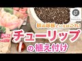 【これで失敗しない!】秋の球根、チューリップの植え付けと管理方法 #57