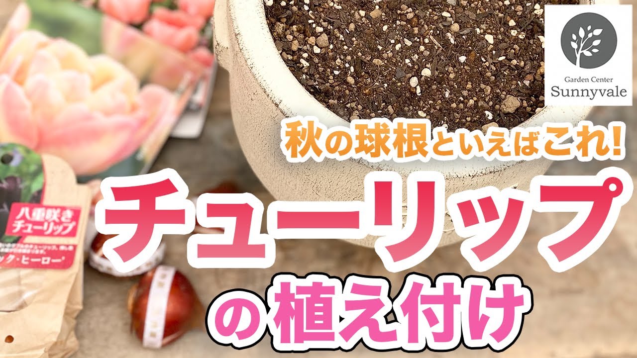 【これで失敗しない！】秋の球根、チューリップの植え付けと管理方法　#57