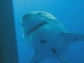 Größter Hai der Welt "Deep Blue": Forscher zeigen neues Video
