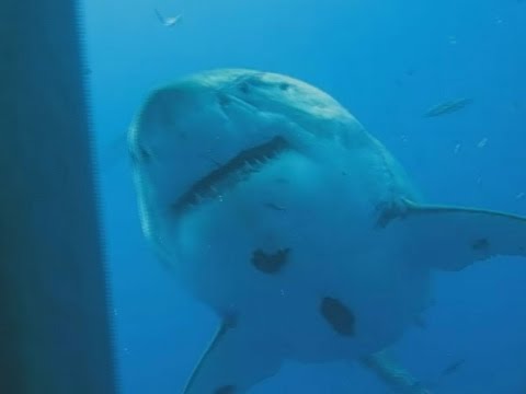 Video: Größter Weißer Hai, Der Jemals In Hawaii Aufgenommen Wurde