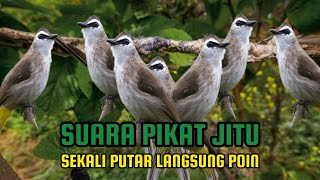 SUARA PIKAT TRUCUKAN RIBUT Paling ampuh bikin trucukan ngumpul