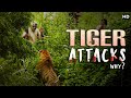 क्यूँ कर रहे शेर इनसानो पें हमला | Why Tiger Attacks On Human Beings