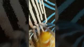 Who Win Shut Up B S3 P25