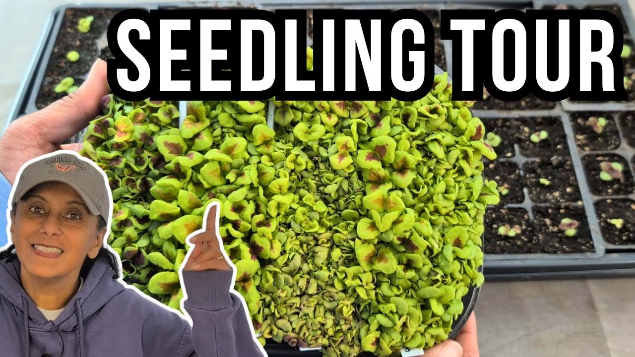 Февральская экскурсия по питомнику рассады – столько всего происходит!