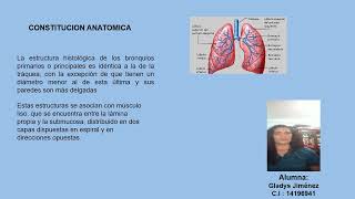 Bronquios Intrapulmonares Gladys Jimenez Seccion 3