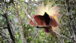 Greater Birds-of-Paradise preparing for displaying