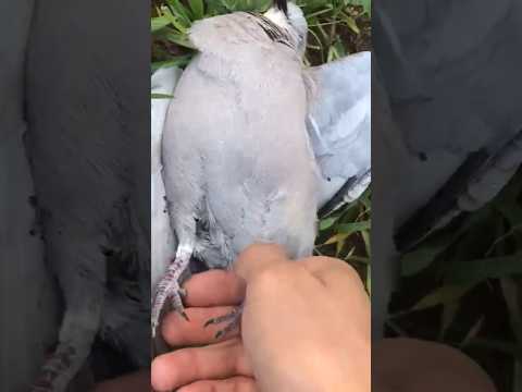 الصيد وعز الصيد الصيد البر قميري قميري غليص الحمام اكسبلور السعوديه العراق مصر لبنان