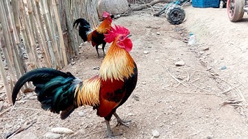 Saib noob qaib dib tuaj zoo ไก่ต่อสายมาน 2021