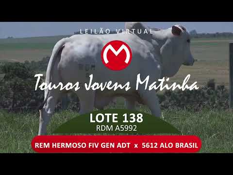 LOTE 138