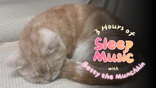 Betty Cat Cafe 3 Hours of Soft Nap Sleep Music 三小時助眠輕柔音樂 三時間のソフトな睡眠BGM screenshot 4