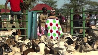 Tradition meets tech as Kenya's herders adapt to climate change