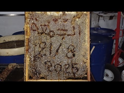 فرز عسل الجبال ليوم الجمعه 21 8 2025 مع دردشه ناحيه 