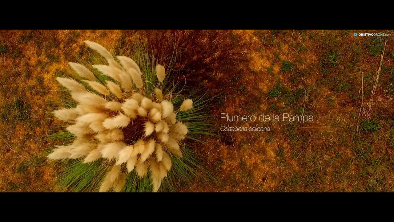 video aereo El plumero de la Pampa