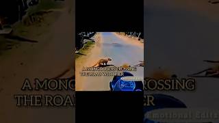 “HERO MONGOOSE SAVES HER BABY FROM A SPEEDING CAR 🐾🚗” HEADLIGHTS FEAT. KIDDO