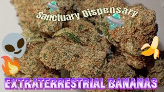 #61 Extraterrestrial Bananas (Official Product Review) Sanctuary Dispensary Product