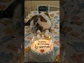 sedih kucing sakit berulang tahun #aiandcats #aicat #cake #cat #kitten #happybirthday