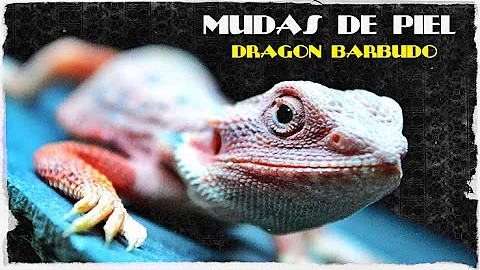 ¿Qué ocurre cuando los dragones barbudos mudan de piel?