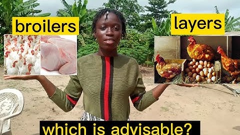 Broilers Vrs Layers ; Which Is Advisable? | Comparing Layers to Broilers Based On Important Factors.