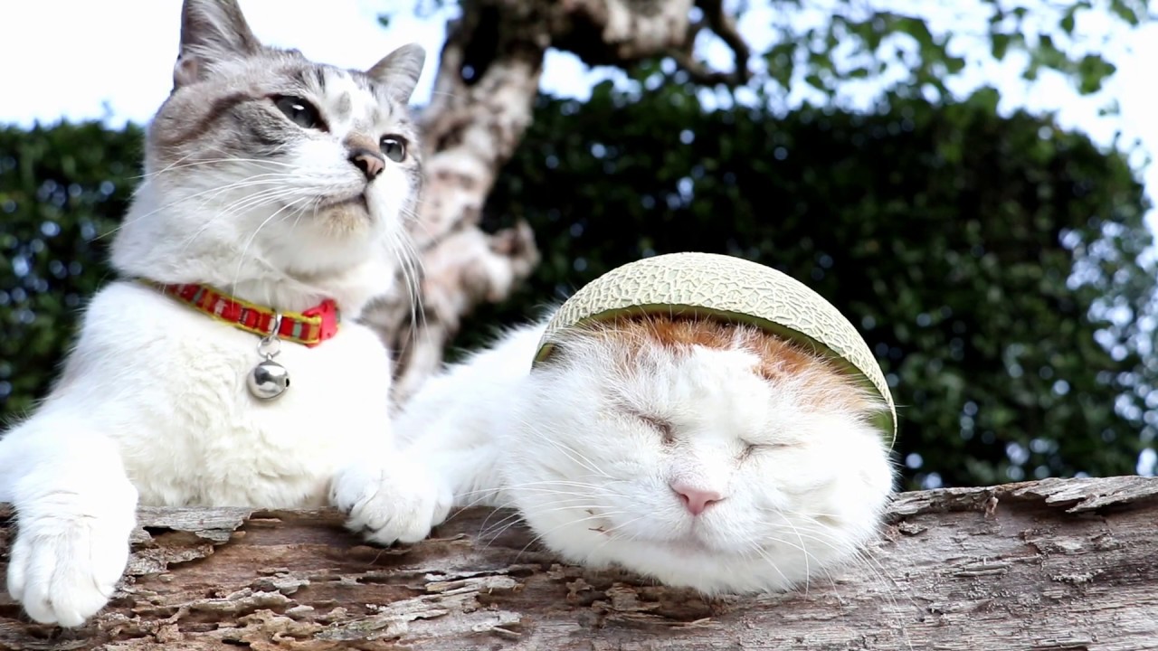 めろんの帽子 | かご猫 Blog